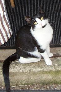 Katze Saarland
