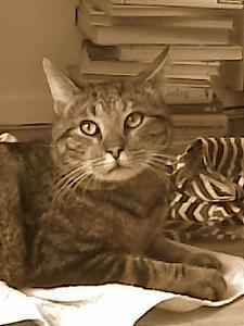 Katze Berlin