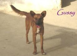 Hund Bremen
