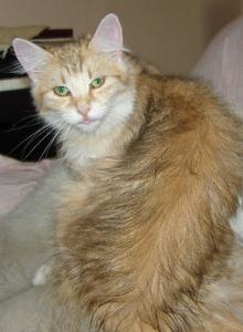 Katze Schleswig-Holstein