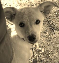 Hund Niedersachsen