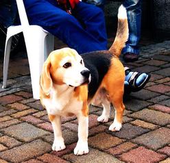 Hund Sachsen-Anhalt