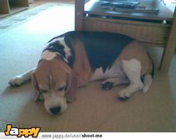 Hund Brandenburg