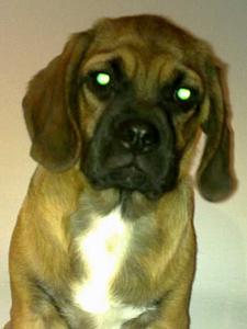 Hund Baden-Württemberg