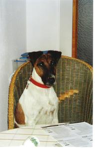 Hund Baden-Württemberg
