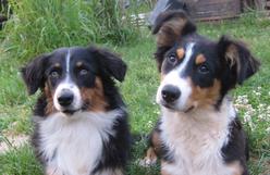 Hund Saarland