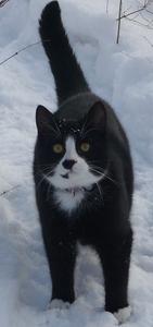 Katze Brandenburg
