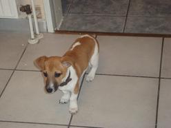 Hund Niedersachsen