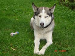 Hund Sachsen-Anhalt