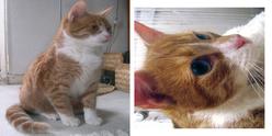 Katze Hamburg