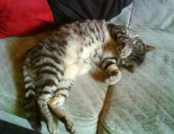 Katze Bayern