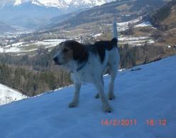 Hund Sachsen