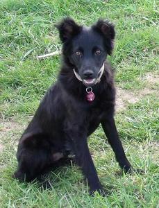 Hund Saarland