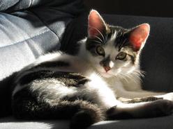 Katze Nordrhein-Westfalen