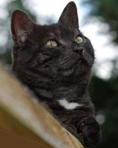 Katze Rheinland-Pfalz
