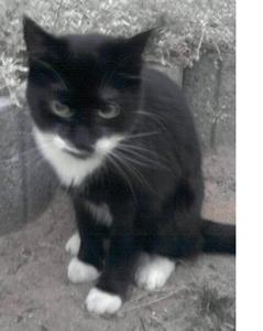 Katze Schleswig-Holstein