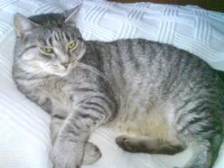 Katze Saarland