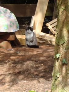 Katze Saarland