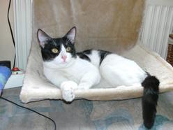 Katze Nordrhein-Westfalen
