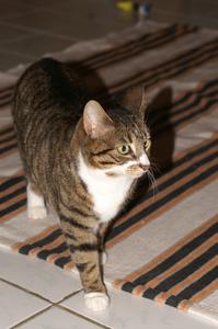 Katze Nordrhein-Westfalen