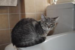 Katze Baden-Württemberg