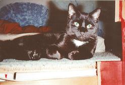 Katze Berlin