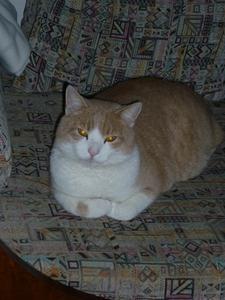 Katze Baden-Württemberg