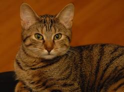 Katze Baden-Württemberg
