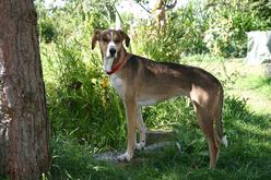 Hund Rheinland-Pfalz