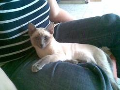 Katze Baden-Württemberg