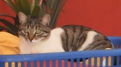 Katze Saarland