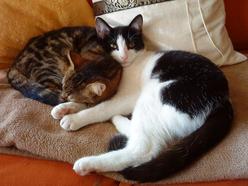 Katze Hessen