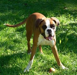 Hund Bayern