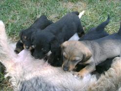 Hund Anderes Land