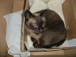 Katze Hessen