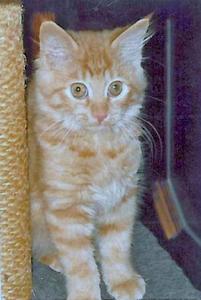 Katze Kärnten