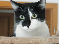 Katze Schleswig-Holstein