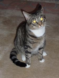 Katze Schleswig-Holstein