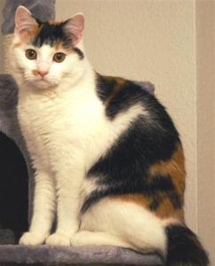 Katze Berlin