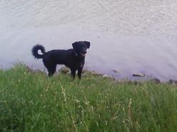 Hund Niedersachsen