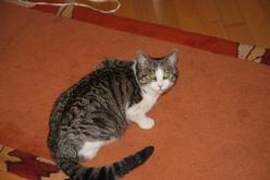 Katze Bayern