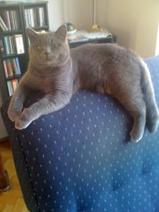 Katze Rheinland-Pfalz