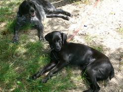 Hund Rheinland-Pfalz