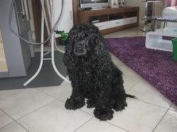 Hund Nordrhein-Westfalen