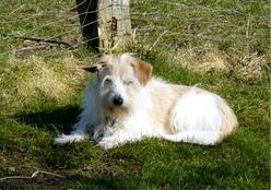 Hund Niedersachsen