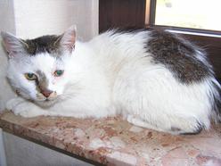 Katze Nordrhein-Westfalen