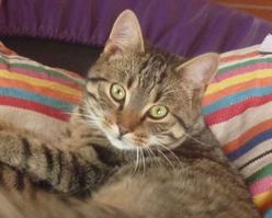 Katze Brandenburg
