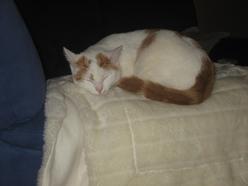 Katze Hessen