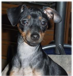 Hund Sachsen