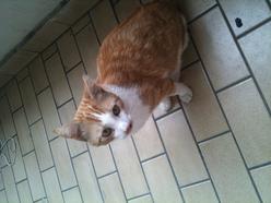 Katze Niedersachsen